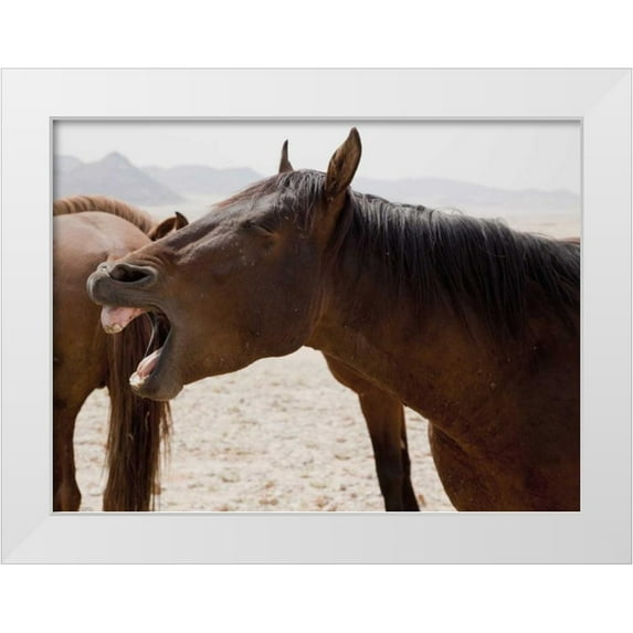 Kaveney, Wendy 18x14 White Modern Wood Framed Museum Art Print Titled - Wild horse yawning, Namib Desert, Namibia