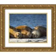 thumbnail image 1 of Kaveney, Wendy 18x15 Gold Ornate Wood Framed with Double Matting Museum Art Print Titled - Argentina, Chubut Three sleeping sea lions, 1 of 4