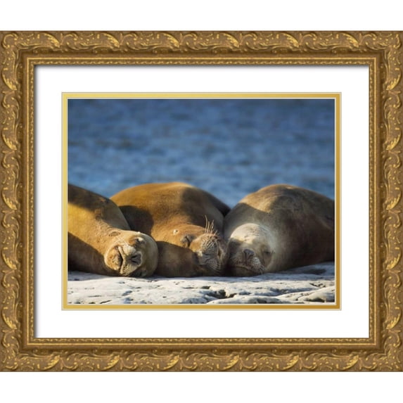 Kaveney, Wendy 18x15 Gold Ornate Wood Framed with Double Matting Museum Art Print Titled - Argentina, Chubut Three sleeping sea lions