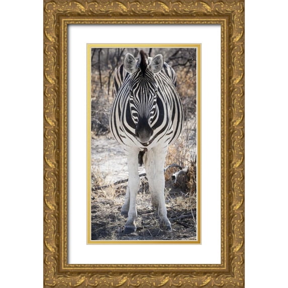 Kaveney, Wendy 19x32 Gold Ornate Wood Framed with Double Matting Museum Art Print Titled - Africa, Namibia, Etosha NP Close-up of zebra