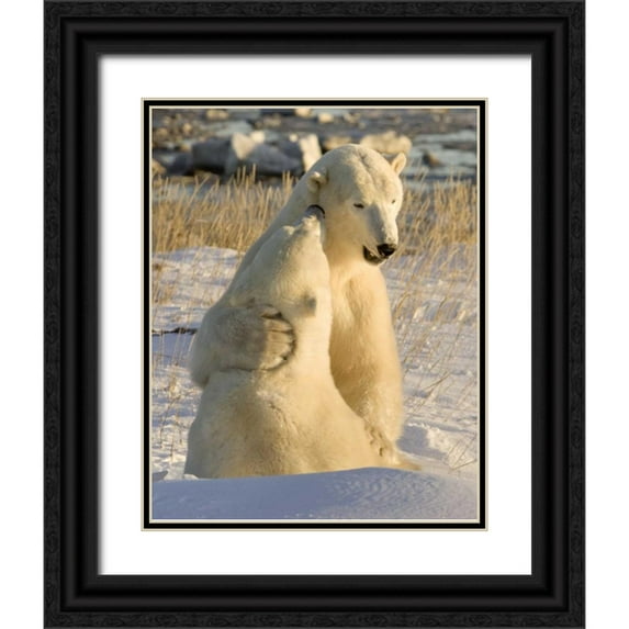 Kaveney, Wendy 20x24 Black Ornate Wood Framed with Double Matting Museum Art Print Titled - Canada, Churchill Sparring polar bears