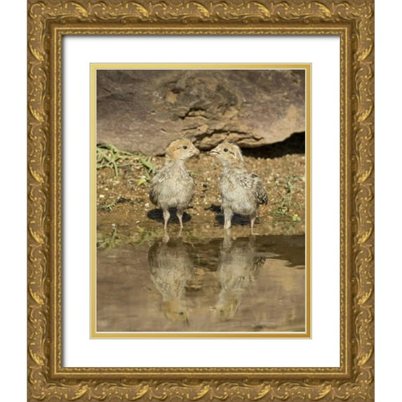 Kaveney, Wendy 20x24 Gold Ornate Wood Framed with Double Matting Museum Art Print Titled - AZ, Amado Two Gambels quail chicks drinking