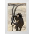 thumbnail image 1 of Kaveney, Wendy 22x32 White Modern Wood Framed Museum Art Print Titled - Namibia, Windhoek, Okapuka Ranch Sable antelope, 1 of 4