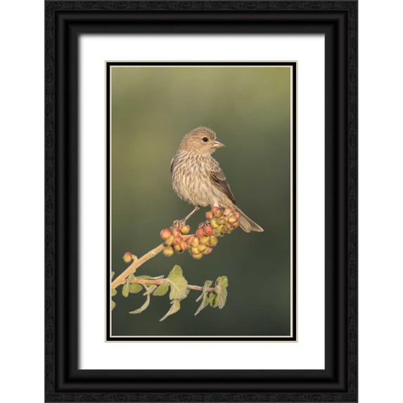 Kaveney, Wendy 23x32 Black Ornate Wood Framed with Double Matting Museum Art Print Titled - AZ, Amado House finch on skunkbush berries