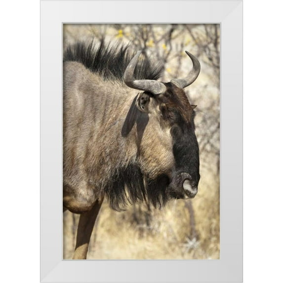 Kaveney, Wendy 23x32 White Modern Wood Framed Museum Art Print Titled - Side Wildebeest face, Etosha NP, Namibia