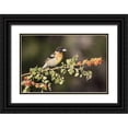 thumbnail image 1 of Kaveney, Wendy 24x17 Black Ornate Wood Framed with Double Matting Museum Art Print Titled - AZ, Amado Black-headed grosbeak on skunkbush, 1 of 4