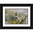 thumbnail image 1 of Kaveney, Wendy 24x17 Black Ornate Wood Framed with Double Matting Museum Art Print Titled - AZ, Buckeye Gila woodpeckers on cholla skeleton, 1 of 4