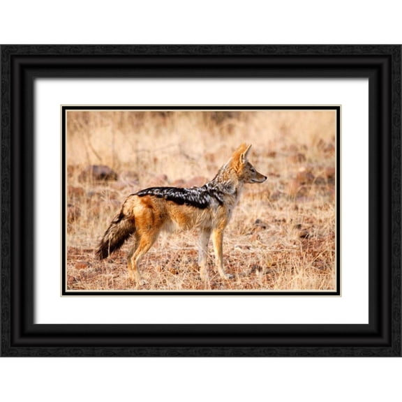 Kaveney, Wendy 24x17 Black Ornate Wood Framed with Double Matting Museum Art Print Titled - Black-backed jackal, Palmwag Conservancy, Namibia