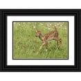 thumbnail image 1 of Kaveney, Wendy 24x17 Black Ornate Wood Framed with Double Matting Museum Art Print Titled - Minnesota White-tailed deer fawn in meadow, 1 of 4