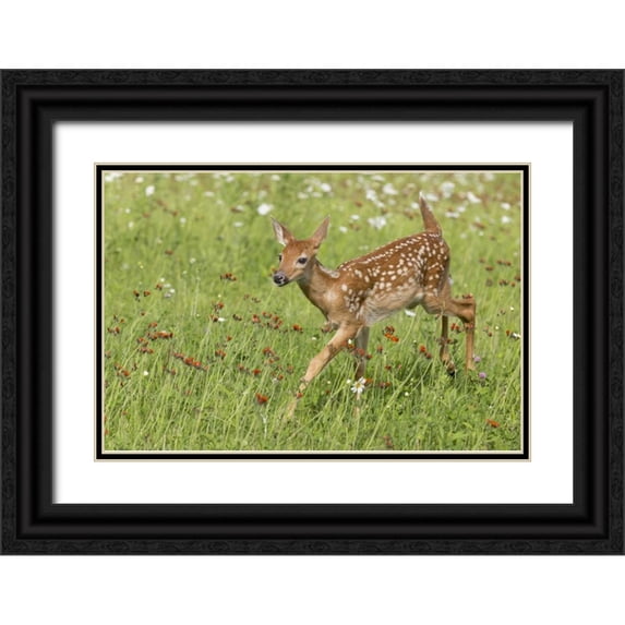 Kaveney, Wendy 24x17 Black Ornate Wood Framed with Double Matting Museum Art Print Titled - Minnesota White-tailed deer fawn in meadow