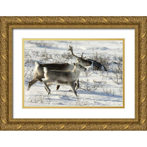Kaveney, Wendy 24x17 Gold Ornate Wood Framed with Double Matting Museum Art Print Titled - Canada, Manitoba, Caribou starting to run