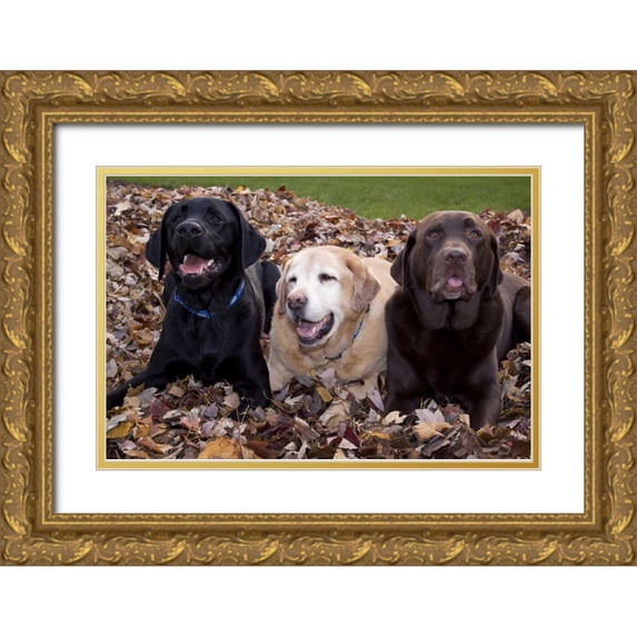 Kaveney, Wendy 24x17 Gold Ornate Wood Framed with Double Matting Museum Art Print Titled - Labrador retriever dogs in a pile of leaves PR