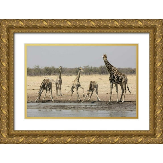 Kaveney, Wendy 24x17 Gold Ornate Wood Framed with Double Matting Museum Art Print Titled - Namibia, Etosha NP Giraffes at the waterhole