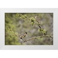 thumbnail image 1 of Kaveney, Wendy 24x17 White Modern Wood Framed Museum Art Print Titled - AZ, Santa Rita Mts Black-headed grosbeaks, 1 of 4