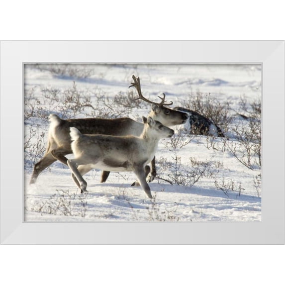 Kaveney, Wendy 24x17 White Modern Wood Framed Museum Art Print Titled - Canada, Manitoba, Caribou starting to run