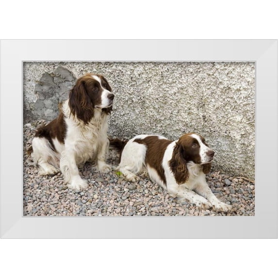 Kaveney, Wendy 24x17 White Modern Wood Framed Museum Art Print Titled - Ireland, Donegal Two Springer spaniel dogs