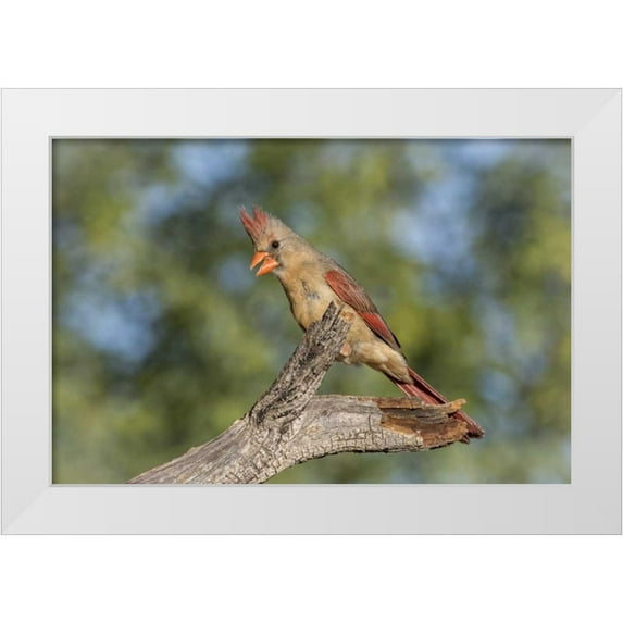 Kaveney, Wendy 24x17 White Modern Wood Framed Museum Art Print Titled - USA, Arizona, Amado Female cardinal on branch