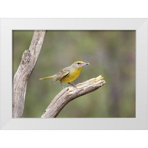 Kaveney, Wendy 24x18 White Modern Wood Framed Museum Art Print Titled - AZ, Santa Rita Mts Hepatic tanager eating bee