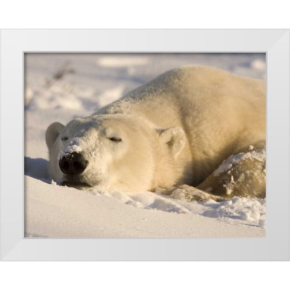 Kaveney, Wendy 24x19 White Modern Wood Framed Museum Art Print Titled - Canada, Manitoba, Churchill Sleeping polar bear