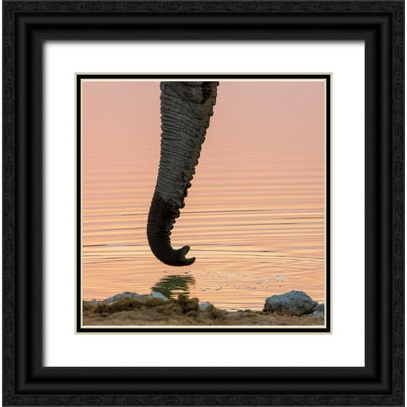 Kaveney, Wendy 26x26 Black Ornate Wood Framed with Double Matting Museum Art Print Titled - Namibia, Etosha NP Drinking elephant at sunset
