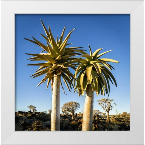 Kaveney, Wendy 26x26 White Modern Wood Framed Museum Art Print Titled - Africa, Namibia Close-up of two quiver trees