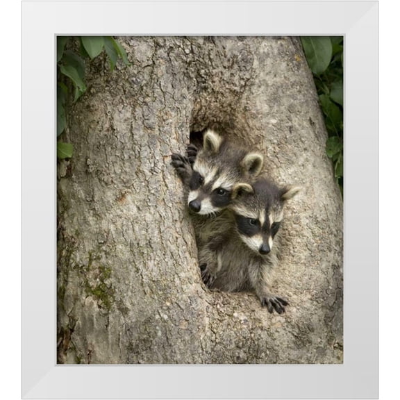 Kaveney, Wendy 26x29 White Modern Wood Framed Museum Art Print Titled - Minnesota, Sandstone Raccoons in a hollow tree