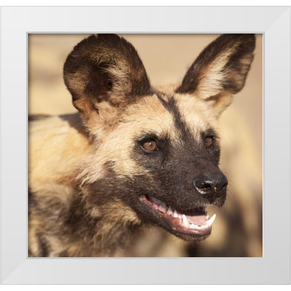 Kaveney, Wendy 27x26 White Modern Wood Framed Museum Art Print Titled - Namibia, Harnas African wild dog