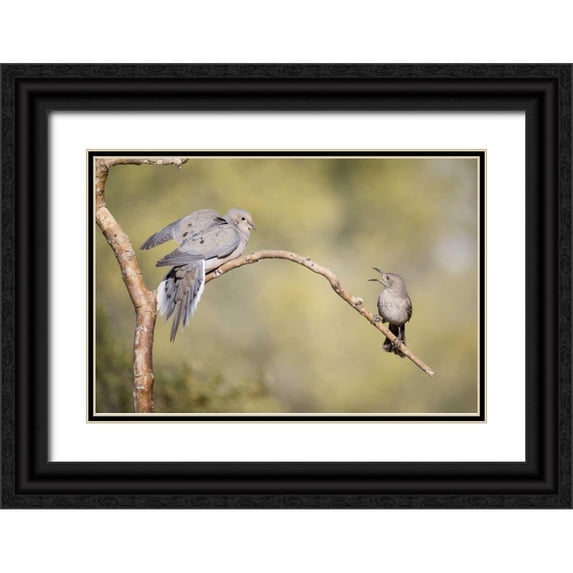 Kaveney, Wendy 32x23 Black Ornate Wood Framed with Double Matting Museum Art Print Titled - AZ, Curve-billed thrasher and mourning dove