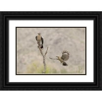 Kaveney, Wendy 32x23 Black Ornate Wood Framed with Double Matting Museum Art Print Titled - AZ White-winged Dove and gila woodpecker