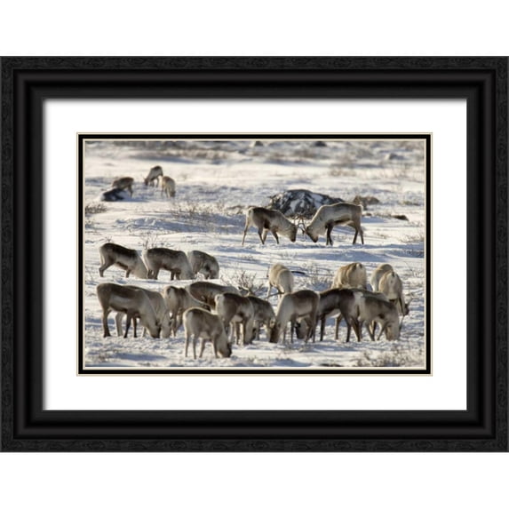 Kaveney, Wendy 32x23 Black Ornate Wood Framed with Double Matting Museum Art Print Titled - Canada, Manitoba, Two male caribou butting heads