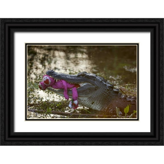 Kaveney, Wendy 32x23 Black Ornate Wood Framed with Double Matting Museum Art Print Titled - FL, Everglades NP American alligator with a toy
