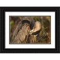 thumbnail image 1 of Kaveney, Wendy 32x23 Black Ornate Wood Framed with Double Matting Museum Art Print Titled - FL, Everglades NP Great blue heron preening, 1 of 4
