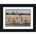 thumbnail image 1 of Kaveney, Wendy 32x23 Black Ornate Wood Framed with Double Matting Museum Art Print Titled - Namibia, Etosha NP Animals at a waterhole, 1 of 4
