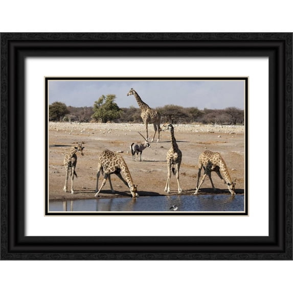 Kaveney, Wendy 32x23 Black Ornate Wood Framed with Double Matting Museum Art Print Titled - Namibia, Etosha NP Animals at a waterhole