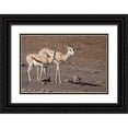 thumbnail image 1 of Kaveney, Wendy 32x23 Black Ornate Wood Framed with Double Matting Museum Art Print Titled - Pair of springboks, Etosha NP, Namibia, 1 of 4