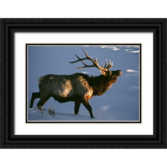 Kaveney, Wendy 32x23 Black Ornate Wood Framed with Double Matting Museum Art Print Titled - Wyoming, Yellowstone NP Bugling elk in winter