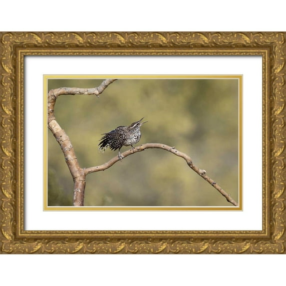 Kaveney, Wendy 32x23 Gold Ornate Wood Framed with Double Matting Museum Art Print Titled - Arizona, Buckeye Singing cactus wren on branch