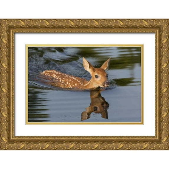 Kaveney, Wendy 32x23 Gold Ornate Wood Framed with Double Matting Museum Art Print Titled - Minnesota White-tailed deer fawn swimming