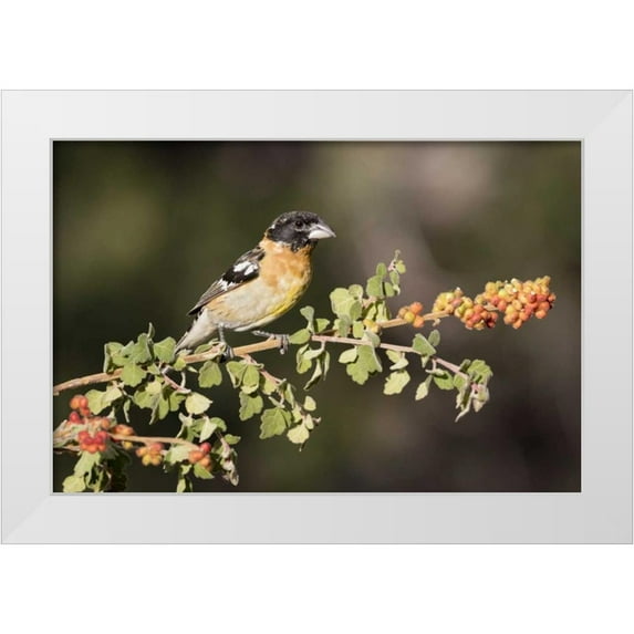 Kaveney, Wendy 32x23 White Modern Wood Framed Museum Art Print Titled - AZ, Amado Black-headed grosbeak on skunkbush