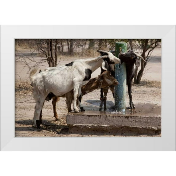 Kaveney, Wendy 32x23 White Modern Wood Framed Museum Art Print Titled - Botswana, Tsodilo Hills Goats drinking from pump