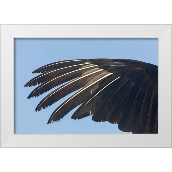 Kaveney, Wendy 32x23 White Modern Wood Framed Museum Art Print Titled - Florida, Everglades NP Anhinga wing feathers