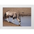 thumbnail image 1 of Kaveney, Wendy 32x23 White Modern Wood Framed Museum Art Print Titled - Namibia, Etosha NP Oryx drinking at a waterhole, 1 of 4