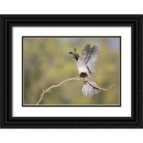 Kaveney, Wendy 32x24 Black Ornate Wood Framed with Double Matting Museum Art Print Titled - AZ, Buckeye Female Gambels quail on branch