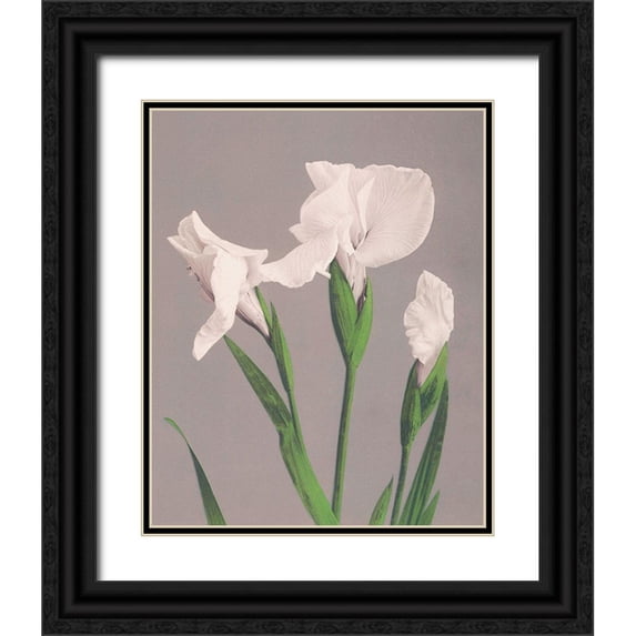 Kazumasa, Ogawa 15x18 Black Ornate Wood Framed with Double Matting Museum Art Print Titled - White Irises