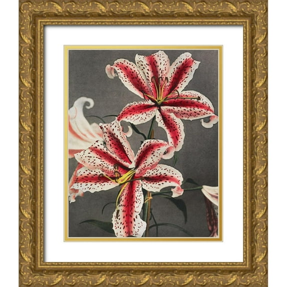 Kazumasa, Ogawa 15x18 Gold Ornate Wood Framed with Double Matting Museum Art Print Titled - Lily IV