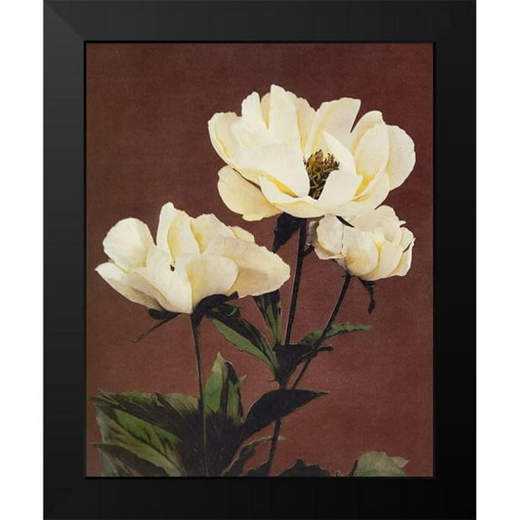 Kazumasa, Ogawa 20x24 Black Modern Framed Museum Art Print Titled - Haerdaceous Peony