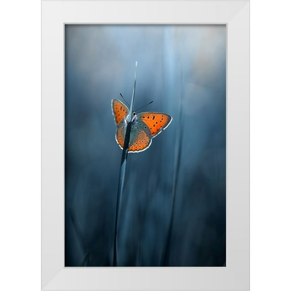 Kazun, Andrii 11x14 White Modern Wood Framed Museum Art Print Titled - shy butterfly