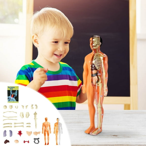 Ke1Clo Human Anatomy Model for Kids Science Education, Skeleton Puzzle with Organs Assembly, Learning Toy for Children 6+ Years