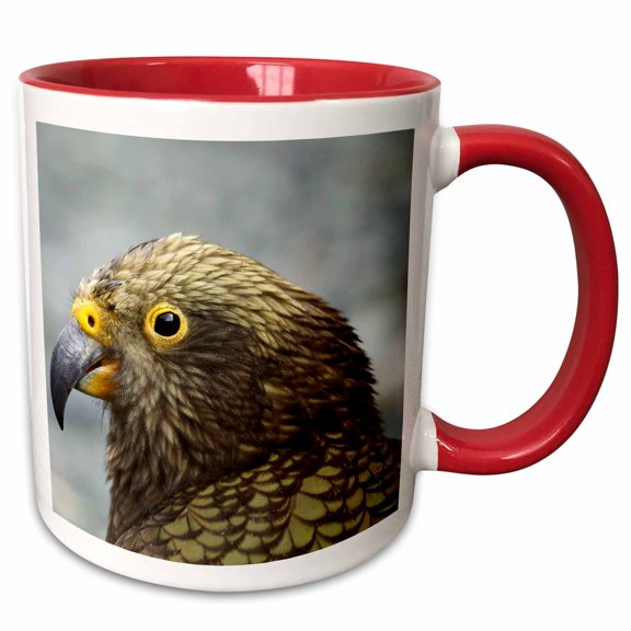 3drose, Kea, Alpine Parrot, Tropical Bird, New Zealand-au02 Dwa4894 - David Wall, 11oz Two-tone Red Mug