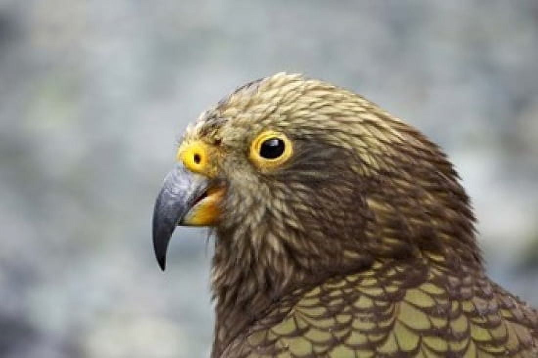 Kea Alpine Parrot Tropical Bird New Zealand Canvas Art - David Wall DanitaDelimont (24 x 15)